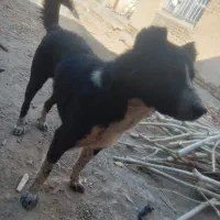 یک عدد سگ نر قدر جونی|سگ|قم, شهرک امام حسن|دیوار