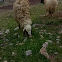 بره قوچ اصیل سنجابی