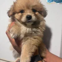 توله پامر