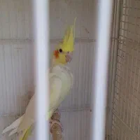 ماده معاوضه با نر وپیکنیک