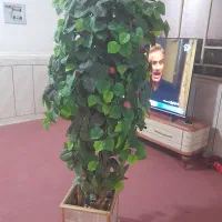 درختچه ساعت و بوفه