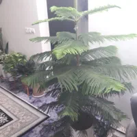 فروشی کل طبیعی