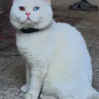 گربه اسکاتیش