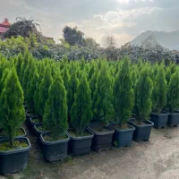 کامیس نوکدار یاس هلندی|خدمات باغبانی و درختکاری|تنکابن, |دیوار