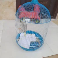 عروس هلندی سخنگو|پرنده|رشت, دخانیات|دیوار