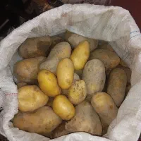 سیب|خوردنی و آشامیدنی|فریمان, |دیوار