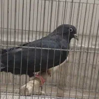 کبوتر۰۰۰ سبز