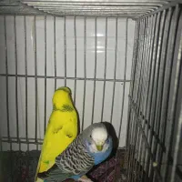 یک جفت مرغ عشق|پرنده|آوج, |دیوار