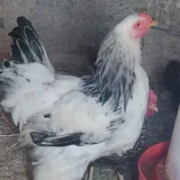 خروس برهما 10ماهه