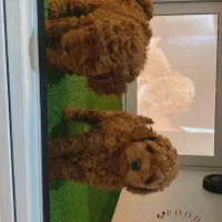 توی پودل ۱۰۰٪ اصیل از مولدین وارداتی|سگ|رشت, گلسار|دیوار