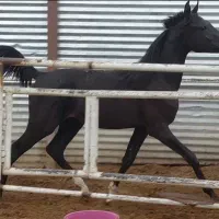 اسب عرب،کره نریان یک و نیم ساله،سیاه|اسب و تجهیزات اسب‌سواری|گلپایگان, |دیوار