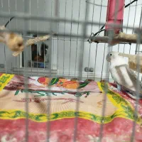 جوجه کوتوله دستی تازه دون خور