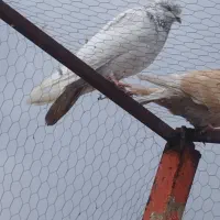 کبوتر.گرفتنی|پرنده|ارومیه, |دیوار