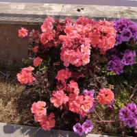 اپارتمان ساحلی دوبلکس دید به دریا/تراس رو ب دریا|فروش آپارتمان|فریدونکنار, |دیوار