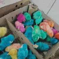 جوجه رنگی