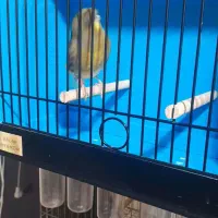 قناری گلاستر نر|پرنده|سلمان‌شهر, |دیوار