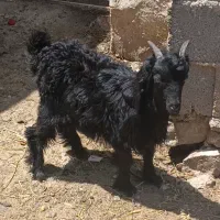 کهره علف خور بره بزغاله شیری گوسفند میش حیوانات