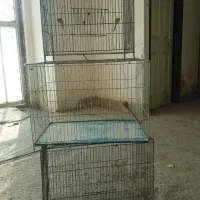قفس قناری