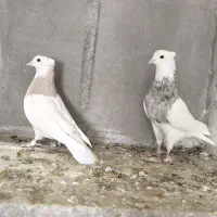 جفت نرماده طوقی