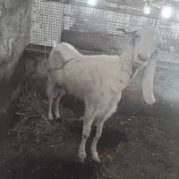 بز داشتی درجه یک