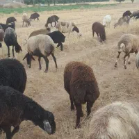 ۴۰ راس میش داشتی درجه یک فروشی