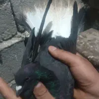 پرنده|حیوانات|ایلام, |دیوار