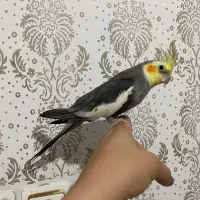 عروس هلندی مولد|پرنده|شهریار, شهریار|دیوار