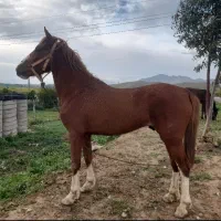 فروش اسب نریان  چهار قلم سفید عروسک