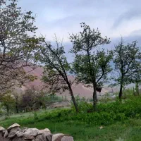 فروش-باغ-درچاشم
