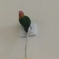 طوطی برزیلی