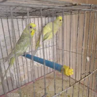 مرغ عشق رنگین کمانی و فالو|پرنده|شیراز, آزادی|دیوار