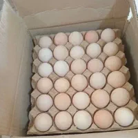 تخم نطفه دار جوجه راس گوشتی ضمانتی|حیوانات مزرعه|تهران, ترمینال غرب|دیوار