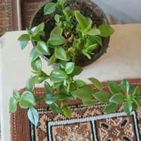 گلهای مصنوعی مناسب گل آرایی|گل مصنوعی|اراک, |دیوار