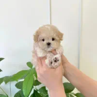 سگ های مینیاتور پاکوتاه و پشمالو واکسینه شده|سگ|خرمآباد, |دیوار