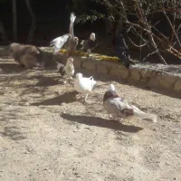 کبوتر و خرگوش|پرنده|زیباشهر, |دیوار