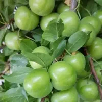 آلوچه عمده سرباغ
