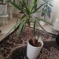 گل و گیاه طبیعی|گل و گیاه طبیعی|بجنورد, |دیوار
