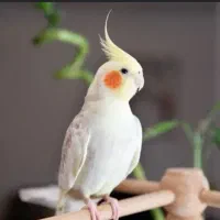 واگزاری پرندگان شم.ا