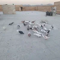کبوتر