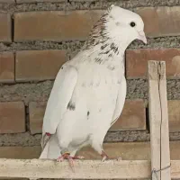 کبوتر یا کفتر