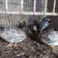 بلدرچین مینیاتوری بالغ