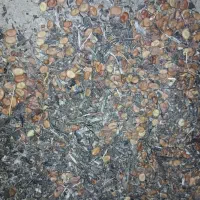 باقالا|گل و گیاه طبیعی|فاضل آباد, |دیوار