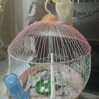 یک جفت طوطی عروس ولوتنیو سالم وسرحال