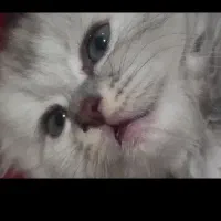 گربه ماده|گربه|گنبد کاووس, |دیوار