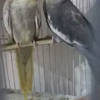جفت عروس هلندی