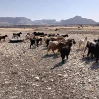 بز و بی|حیوانات مزرعه|اندیمشک, |دیوار