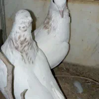کبوتر به به ای|پرنده|قم, کلهری|دیوار