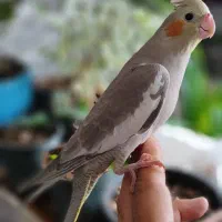 عروس هلندی وگرینچیک فول دستی|پرنده|قم, اسمعیل آباد|دیوار