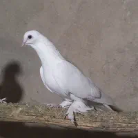 کبوتر|پرنده|تبریز, |دیوار