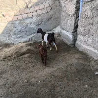 بز جوان|حیوانات مزرعه|خوشاب, |دیوار